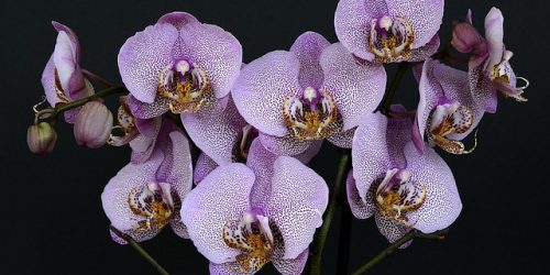 Tipos de orquídeas que tienes que conocer - Boycottriaa